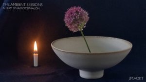 Meditation with an Allium Sphaerocephalon