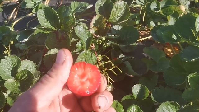 Клубника Гармония, конкурент многим сортам НСД! смотреть онлайн