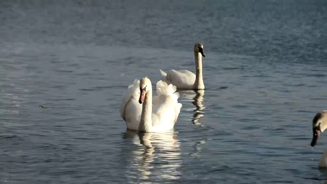 Футаж Лебеди 5 смотреть онлайн