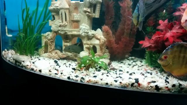 Аквариум с дискусами и сомом синодонтисом смотреть онлайн