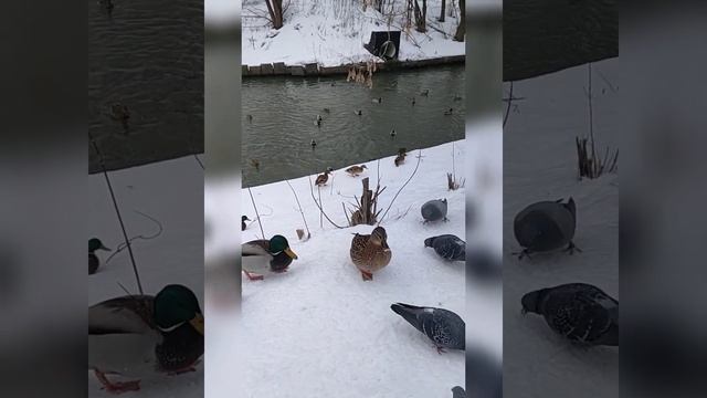 Дрессировка диких уток. Wild ducks. смотреть онлайн