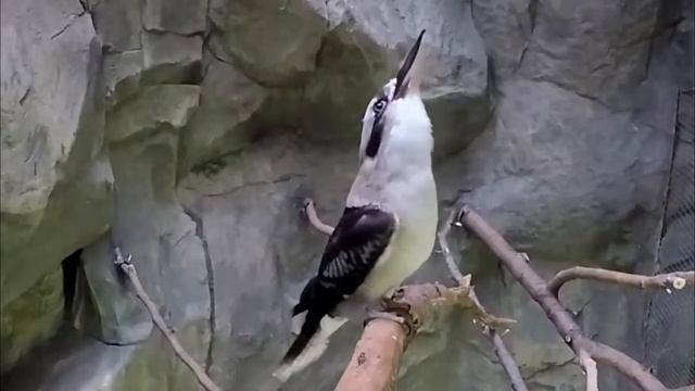 Кукабарра или зимородок смеющийся любитель ядовитых змей смотреть онлайн