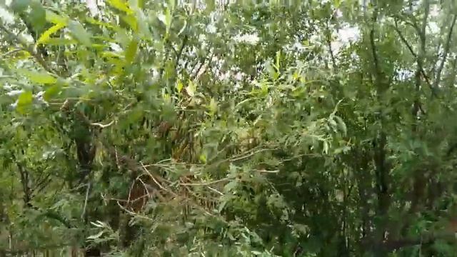 ПУТЕШЕСТВИЕ ПО ГРУНТОВОЙ ДОРОГЕ, КРАСИВЫЙ ПРУД И БЕСЕДКА!! смотреть онлайн