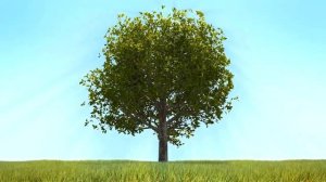 Футаж - Анимация роста дерева