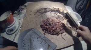 ЧЕРВЬ ДЕНДРОБЕНА  пересадка маточника в свежий субстрат.