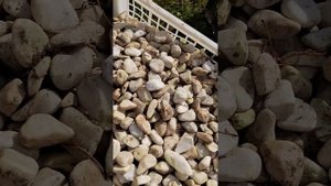 Клумба Хвойников в камушках. Ошибки.