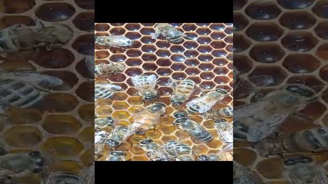 Пчелосемья Карпатка
