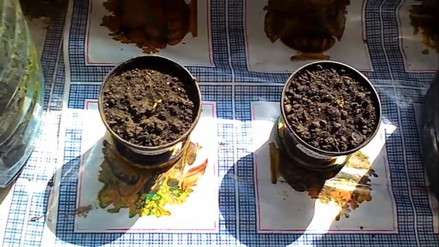 Что делать, если не всходят помидоры?