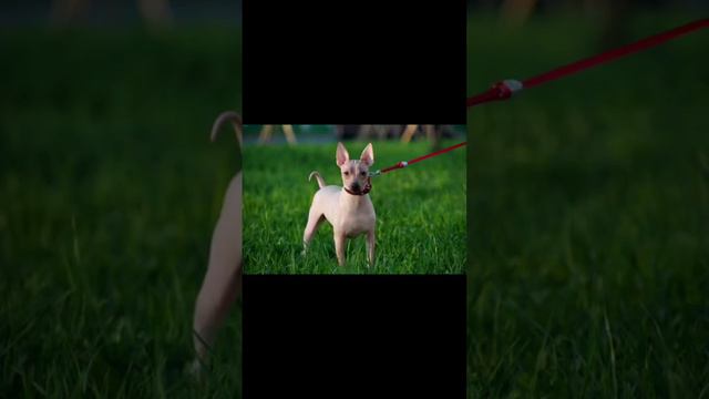 American Hairless Terrier Dog. #dog #doglovers #doglover #puppy #dogbreed #dogowner #petowner