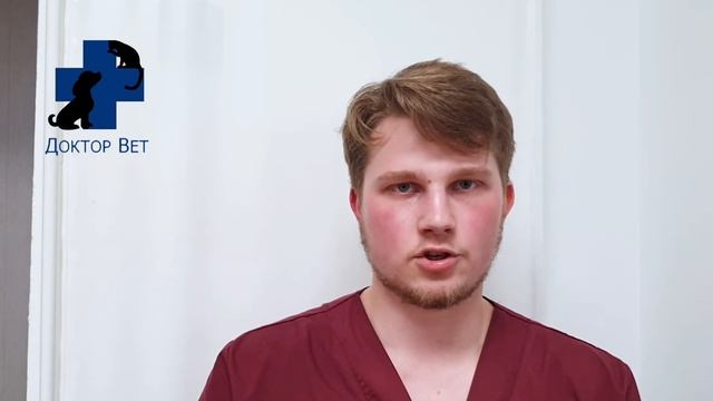 Как делать инъекции животным