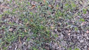 Спорыш !!! Полезное растение !!!