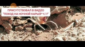 САМЫЕ ОПАСНЫЕ ТРЕШ-пауки Астрахани !