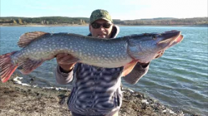 Огромная Щука ловля крупной щуки.