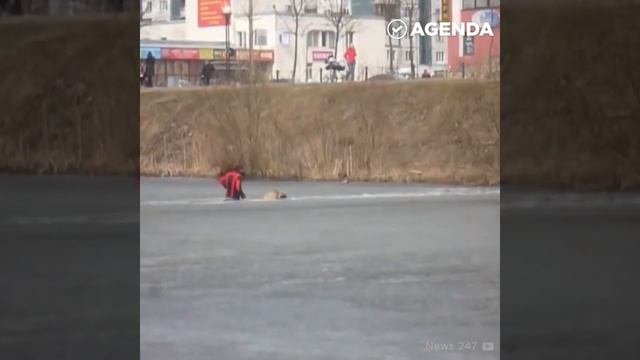 Спасение животных  подборка 2019