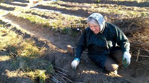 Грядка Розума  - Бублика.