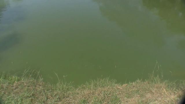 Озерная рыбалка на Пхукете!!! Lake Fishing Phuket!!! Экскурсии с phuket-cheap-tour.ru смотреть онлайн