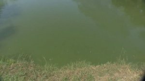 Озерная рыбалка на Пхукете!!! Lake Fishing Phuket!!! Экскурсии с phuket-cheap-tour.ru