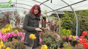 Випуск 30. Пієріс японський Little Heath