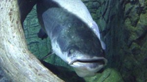 ГИГАНТСКАЯ РЫБА АРАПАЙМА (МЕЧТА РЫБАКА)