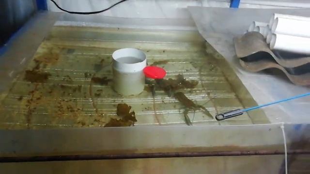 Способы определить готовность рака (АККР) к линьке смотреть онлайн