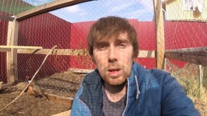 Яйца фазанов // Начало яйцекладки // Содержание фазанов