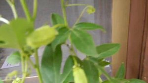 "Маракуйя Северная" саженцы с цветами и с плодами.