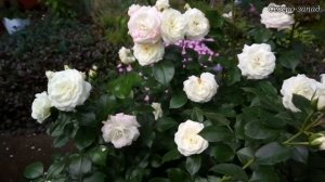 ЦВЕТЕНИЕ "РОЗ" НА СЕВЕРО-ЗАПАДЕ // ОЧЕРЕДНОЙ УРОЖАЙ КЛУБНИКИ.