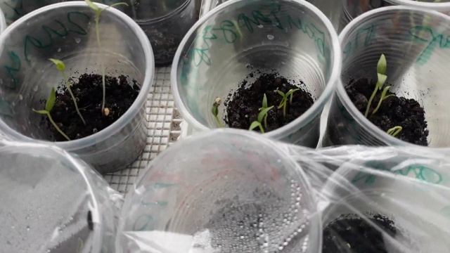 СЕМЕНА ПЕРЦЕВ БАКЛАЖАН ПРОРОСЛИ НА 8-Й ДЕНЬ / РАССАДА БЕЗ ПИКИРОВКИ / Растет на подоконнике смотреть онлайн