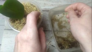 ☘️ Подростки Орхидеи: 🌸 Посадка и Уход, которые помогают Быстро наращивать Корни и Листья