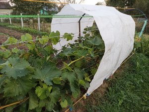 ВИНОГРАДНАЯ ШПАЛЕРА. Помощь вызреванию лозы.