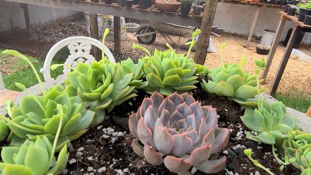 Como fazer arranjo de suculenta. смотреть онлайн