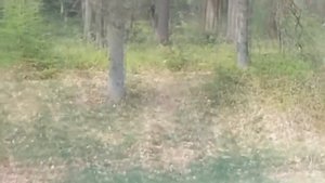 ГОБЛИНЫ, ПРИВИДЕНИЯ, ЙЕТИ, СНЯТЫЕ НА ВИДЕО