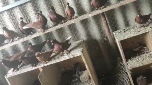 Голуби Краснодарские 2