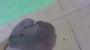 Голубь чётенько здох. Голубь Наташа. Как живой но сука не живой