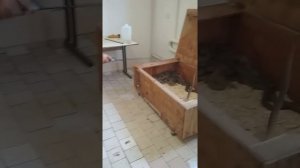 Ядовитые змеи Гюрзы.