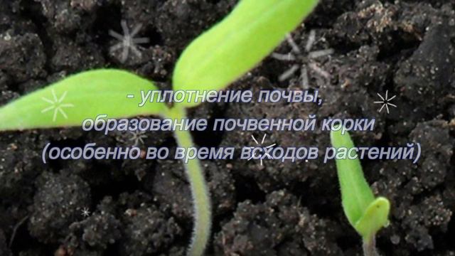 Черная ножка. Самый большой бич рассады смотреть онлайн