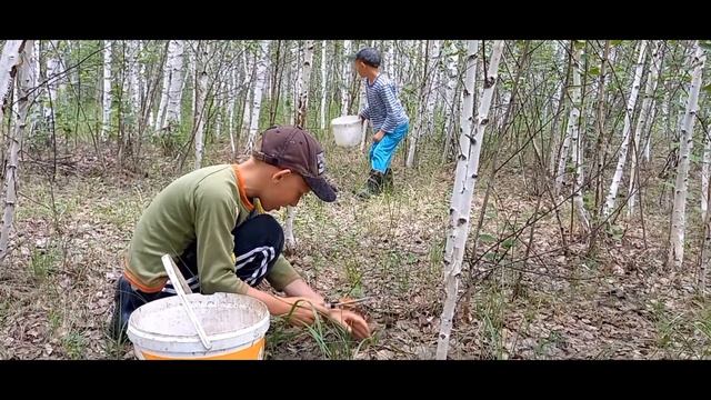 Грибы нас ждут,и мы снова в лесу удача за нами ???!!! смотреть онлайн