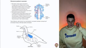 ДВОЙНОЕ ДЫХАНИЕ ПТИЦ ЗА 1 МИНУТУ🐥
