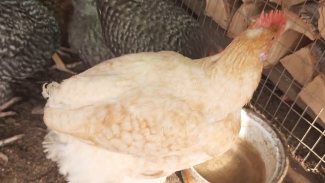 Как повысить яйценоскость кур весной!!! Простой способ!!!