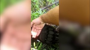 МЕДВЕДИЦА УБИЛА ЧЕЛОВЕКА