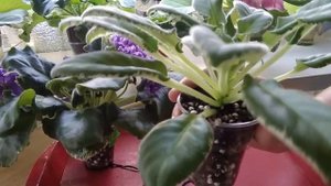 ФИАЛКИ./  Как я выращиваю стартёры.