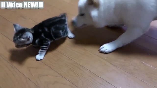 Собаки знакомятся с котятами смотреть онлайн