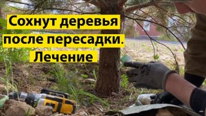 Сохнут деревья после пересадки. Лечим и колим витамины.