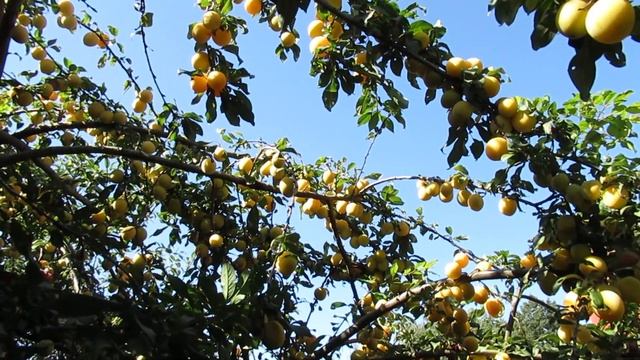 ДАЧА. АЛЫЧА КРУПНОПЛОДНАЯ "НАЙДЕНА". 23.08.2018. смотреть онлайн