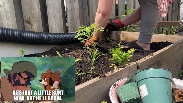 plant the garden with me! 2023 flower garden in the city | Last Minute Laura смотреть онлайн