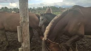 Жеребец Гром пришел к кобылам