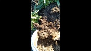 Размножение турецкой гвоздики.