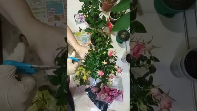 Как сохранить купленные горшечные розы зимой из магазина?! смотреть онлайн