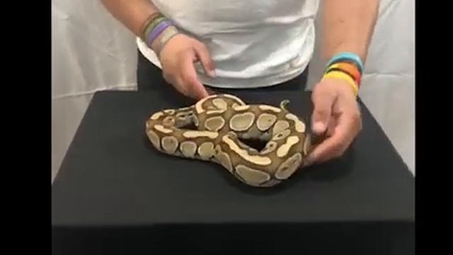 Fun and Fancy Ball Pythons Morphs Part 2 смотреть онлайн