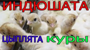 Породы кур в хозяйстве. Общий обзор.